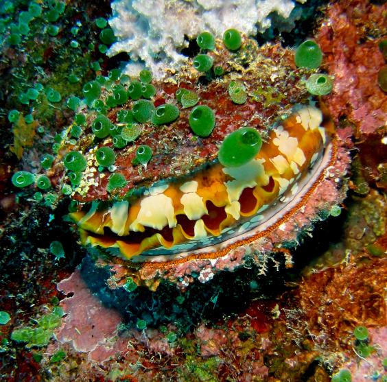 Thorny Oyster