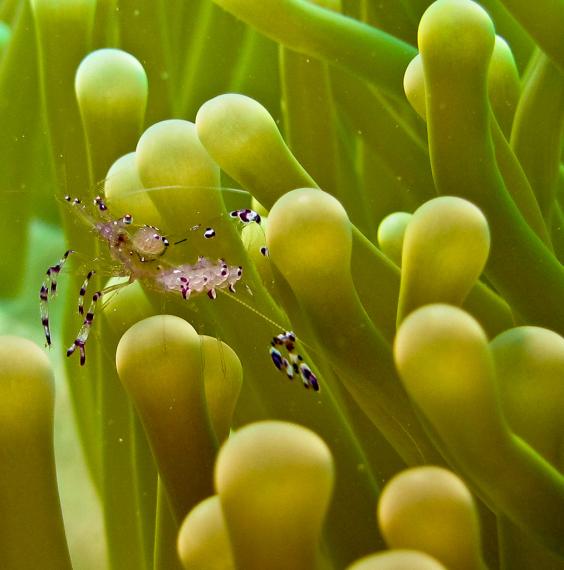 Anemone Shrimp