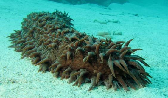 SEA CUCUMBER/HOLOTHURIAN