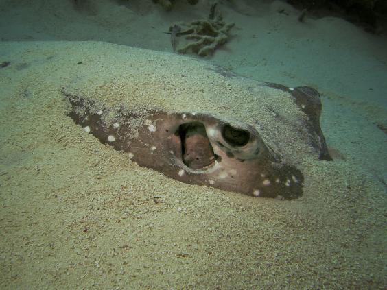 Black-blotched Ray