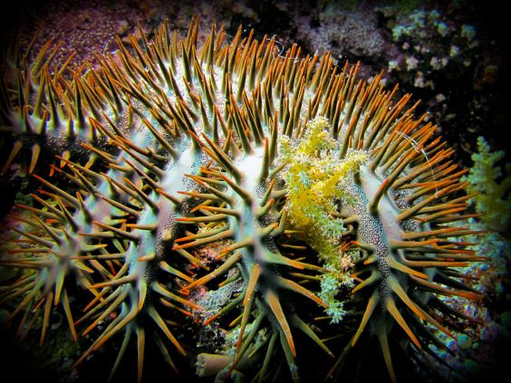 Crown of Thorns Seastar (COTS)