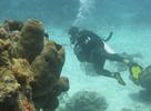 Diver in Cozumel