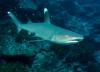 Whitetip Reef Shark