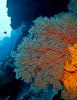 Sea Fan/Gorgonian