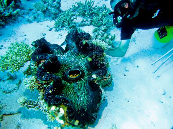 Giant Clam