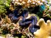 Giant Clam