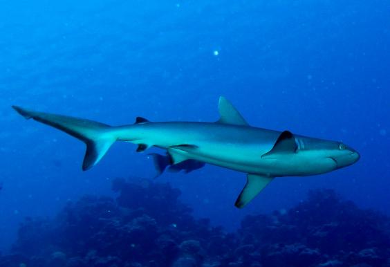Grey Reef Shark