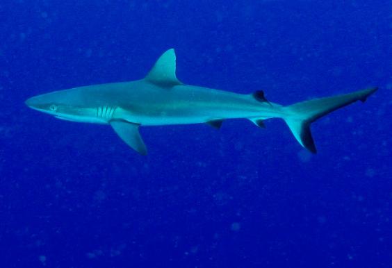 Grey Reef Shark