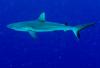 Grey Reef Shark