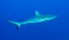 Grey Reef Shark