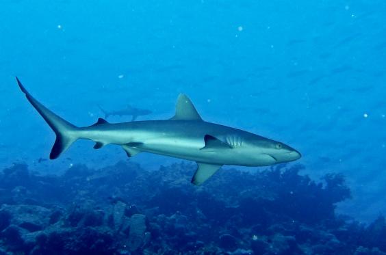 Grey Reef Shark