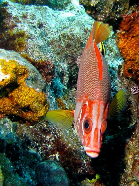 Sabre Squirrelfish 