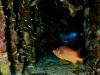 Sabre Squirrelfish/Airplane Wreckage
