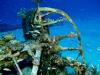 Reef Scene - Airplane Wreckage