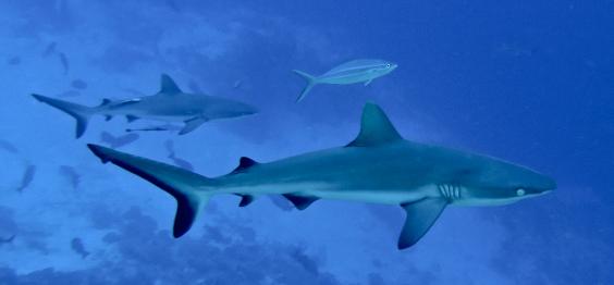 Grey Reef Shark,