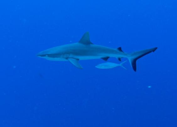 Grey Reef Shark