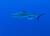 Grey Reef Shark