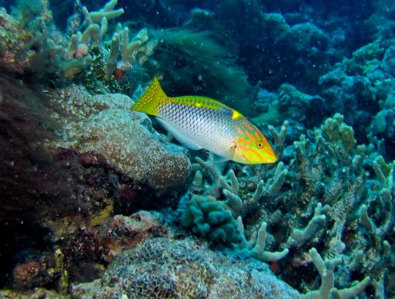Checkerboard Wrasse