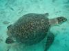 SEA TURTLE 