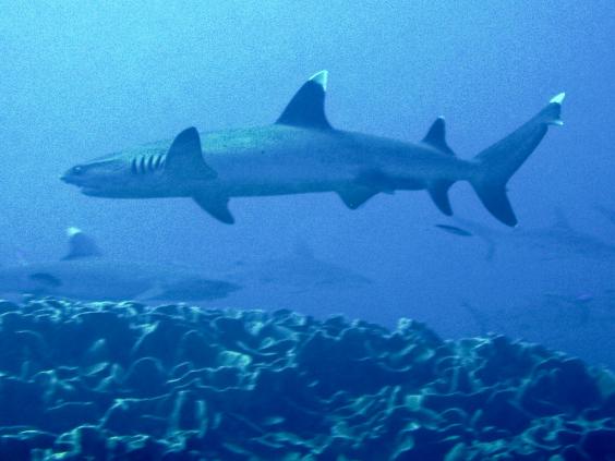 White Tip Reef Shark