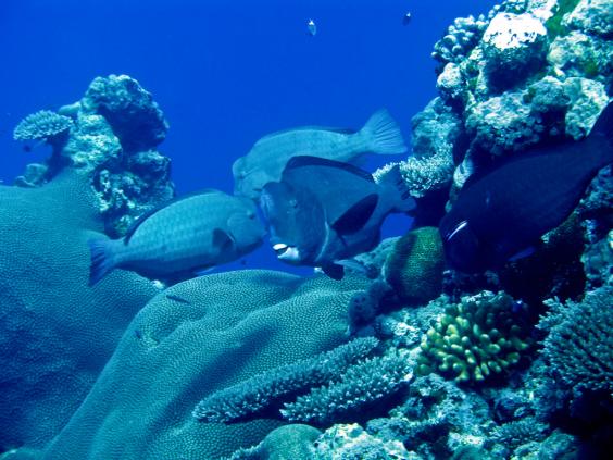 Bumphead Parrotfish 