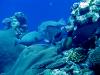 Bumphead Parrotfish 