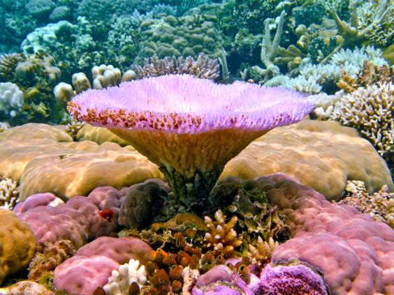 Reef Scene - Shallow Water Corals