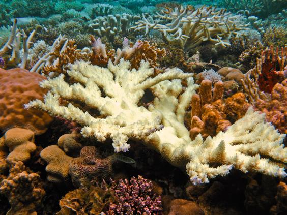 Coral Bleaching