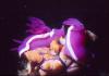 Nudibranches