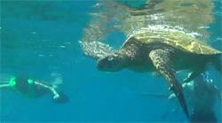Keiki snorkelers and sea turtle