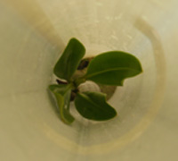 Mangrove AB04 in April