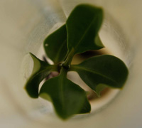 Mangrove AB04 in June