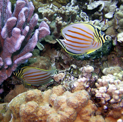 Molokini Fish