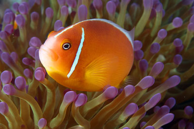 Pink Anemonefish