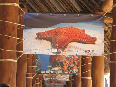 Sea star photo at the Puerta Maya Cruise Terminal