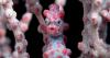 Pygmy Seahorse Pygmy Seahorse