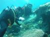 [b]2003 3rd Place[/b]

The Indonesian Coral Reef Foundation held a successful Reef Check Survey in the Seribu Islands. Many loc