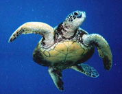 Sea turtle by Steve Turek