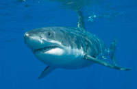 Great white shark by Dennis Liberson