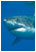 Shark Campaigns