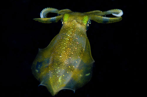 Squid at Night Squid at Night