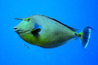 Unicornfish