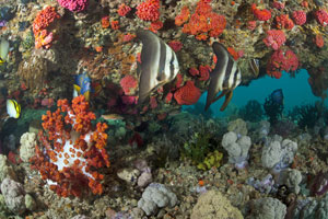 Reef Scene by Jeff Yonover
