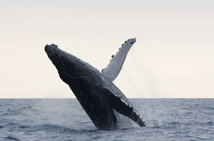 Megafauna winning image