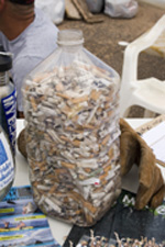 Cigarette butts
