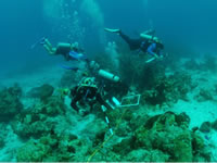 Rapid Ecological Assessment