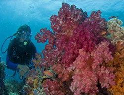 Diver and soft corals by Jeff Yonover