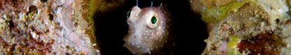 Freckle Faced Blenny, Papua New Guinea by Jeff Yonover