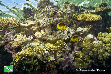 Red Sea raccoon butterflyfish (Chaetodon fasciatus) by Alessandro Donà