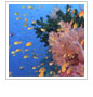 CORAL's Work Featured in Discovery News